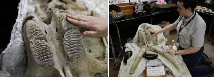 ▲ 지하철 공사장 흙더미에서 발견된 어린 코끼리 화석들